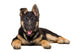 Portrait German Shepherd Puppy Wall Decal