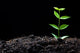 Young Plant Wall Decal