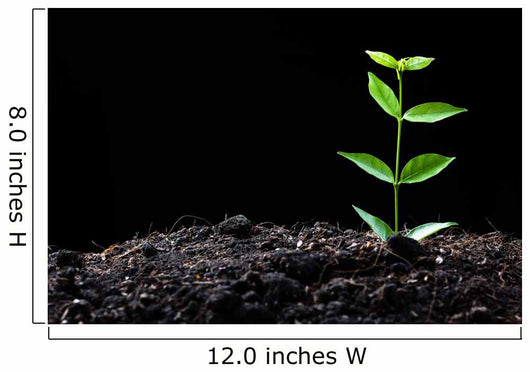 Young Plant Wall Decal