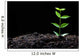 Young Plant Wall Decal