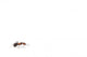 Red Ant Wall Decal