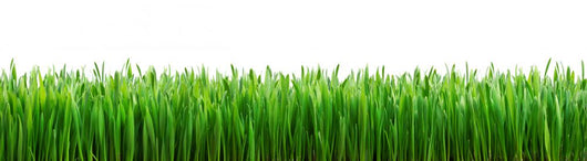 Perfect Spring Grass Wall Decal Panoramic Wall Decal