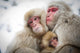 Loving Monkeys Wall Decal