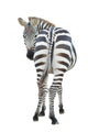 Zebra Wall Decal Design 2