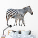 Zebra Was Breastfeeding Wall Decal