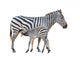 Zebra Was Breastfeeding Wall Decal