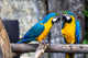 Two Playing Parrots Love Wall Decal