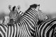 Zebra Herd Black and Wall Decal