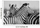 Zebra Herd Black and Wall Decal