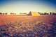 Vintage Photo Plowed Field Wall Decal