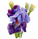 Beautiful Iris Painted Watercolor Wall Decal