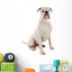 Sitzender Weisser Boxer Hund Wall Decal