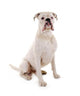 Sitzender Weisser Boxer Hund Wall Decal