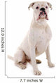 Sitzender Weisser Boxer Hund Wall Decal
