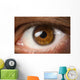 Brown Eye Wall Decal