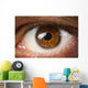 Brown Eye Wall Decal
