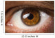 Brown Eye Wall Decal