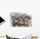 Monkey Which Washes Hot Wall Decal