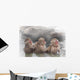 Monkey Which Washes Hot Wall Decal