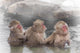 Monkey Which Washes Hot Wall Decal
