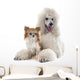White Standard Poodle and Wall Decal