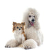White Standard Poodle and Wall Decal
