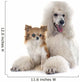 White Standard Poodle and Wall Decal