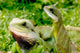 Lizard Wall Decal