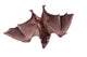 Egyptian Fruit Bat Wall Decal Design 2