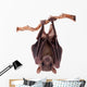 Egyptian Fruit Bat Wall Decal Design 1