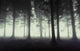 Gloomy Forest with Fog Wall Decal