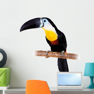 Channel-billed Toucan White Wall Decal shown on a wall