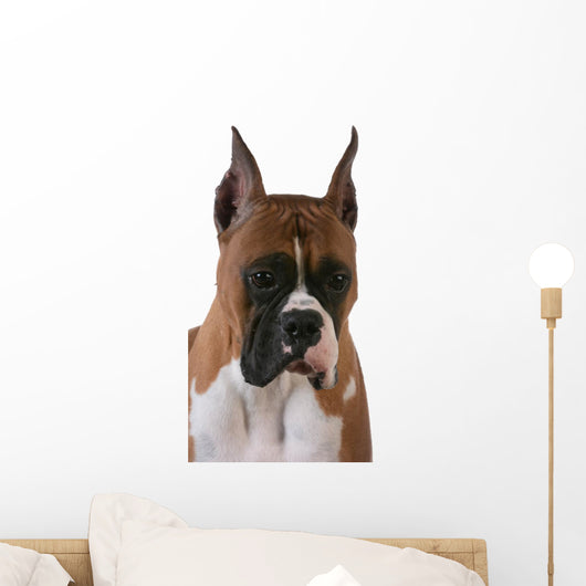 Purebred Boxer Wall Decal