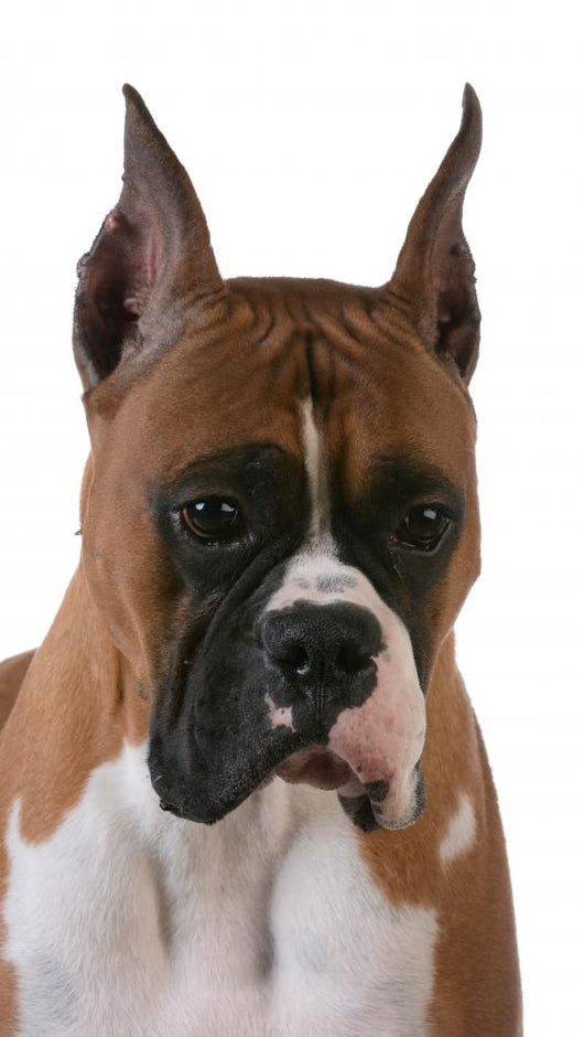 Purebred Boxer Wall Decal