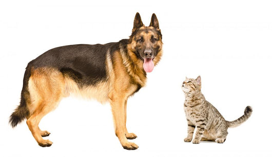 German Shepherd and Cat Wall Decal