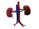 Human Kidney Wall Decal