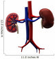 Human Kidney Wall Decal