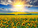 Sunflower Field Morning Wall Decal