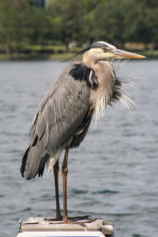 Heron Wall Decal