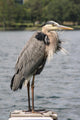 Heron Wall Decal