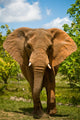 Charging African Elephant Wall Decal