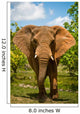 Charging African Elephant Wall Decal