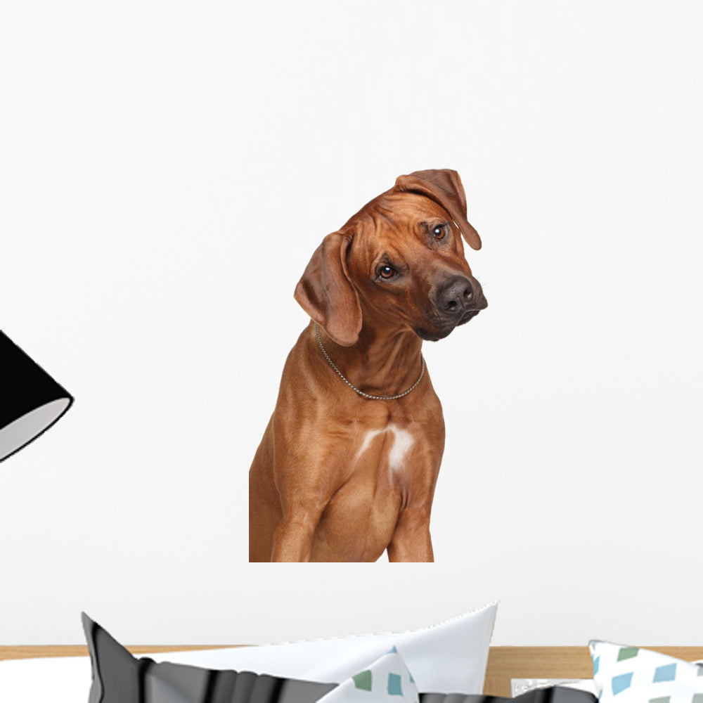 Rhodesian Ridgeback Dog Wall Decal - WallMonkeys.com – Wallmonkeys
