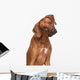 Rhodesian Ridgeback Dog Wall Decal