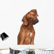 Rhodesian Ridgeback Dog Wall Decal