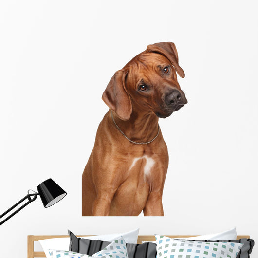 Rhodesian Ridgeback Dog Wall Decal