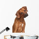 Rhodesian Ridgeback Dog Wall Decal