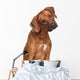 Rhodesian Ridgeback Dog Wall Decal