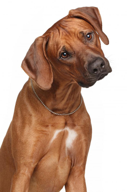 Rhodesian Ridgeback Dog Wall Decal