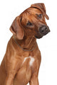 Rhodesian Ridgeback Dog Wall Decal